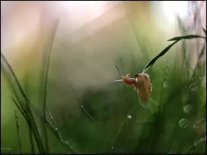 Ślimak, Bokeh, Źdźbła, Trawa