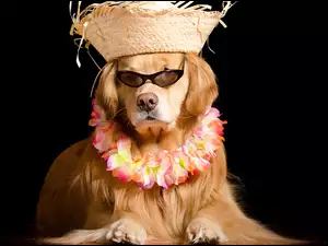 Golden Retriever w kapeluszu i koralach spogląda przez okulary
