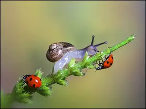 Makro, Biedronki, Slimak