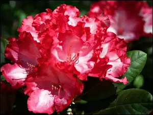 Rododendron, Zbliżenie, Czerwony, Kwiat