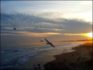 Morze, Ptaki, Plaża, Zachód Słońca