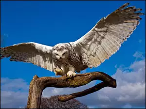 Lądowanie, Sowa Śnieżna, Konar