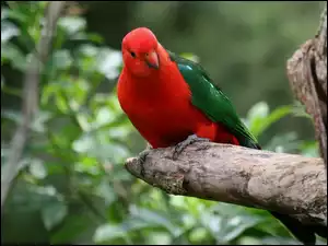 Papuga, Konar