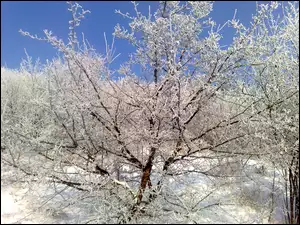 Śnieg, Krzew, Rokitnik