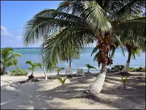 Plaża, Światło, Tropiki, Cień, Morze, Palmy