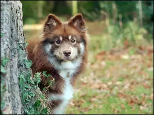 Fiński lapphund wygląda zza drzewa z bluszczem