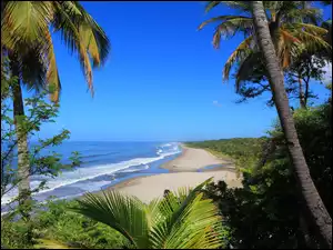 Palmy, Morze, Plaża