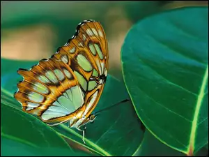 Motyl, liść