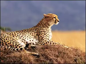 Gepard, Natura