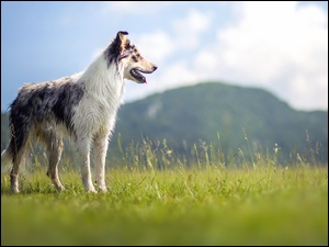 Border collie na łące obserwuje góry