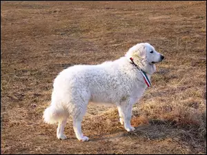 Owczarek węgierski Kuvasz, Dorosły, biały
