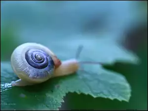 Ślimak wyszedł z muszli na liść