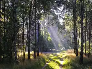 Mgła, Las, Promienie