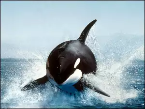 Orka