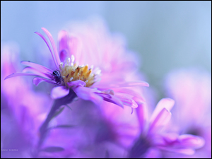 Aster, Pająk, Fioletowy, Kwiat