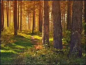 Las, Przebijające Światło, Ścieżka, Roślinność