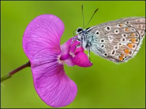 Motyl, Storczyk, Modraszek, Różowy