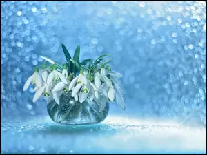 Zroszone przebiśniegi w wazoniku z efektem Bokeh w tle