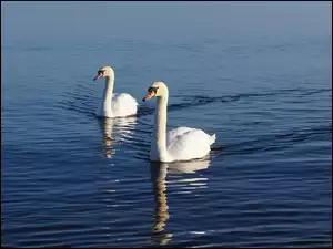 Woda, Białe, Łabędzie
