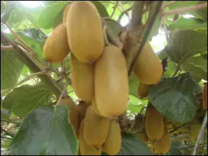 Drzewko, Kiwi