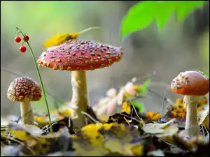Grzyby muchomory w ściółce leśnej
