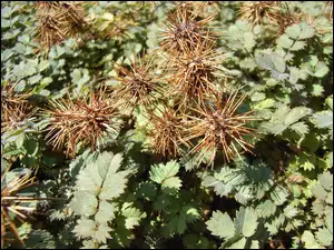 Acena Buchanana, Zielone, Listki