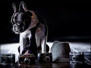 Buldog francuski w krawacie pilnuje aparatów fotograficznych