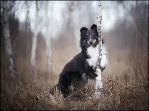 Border collie w brzozowym zagajniku