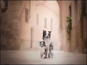 Border collie i Owczarek szetlandzki na ulicy przed kamienicami
