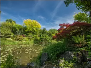 Krzewy i rośliny w ogrodzie nad stawem