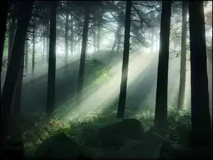 Promienie słońca między drzewami