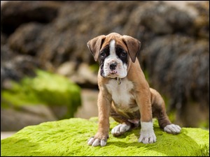 Smutny szczeniaczek rasy Cane corso