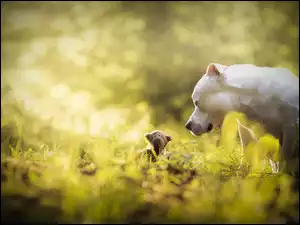 Biały Pit Bull Terrier z pluszową maskotką na łące