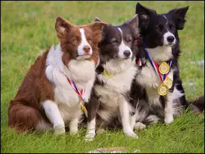 Trzy border collie z medalami