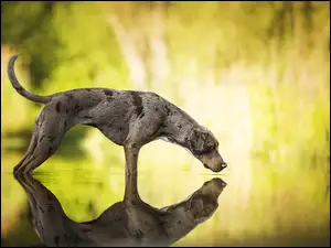 Pies patrzy na swoje odbicie w wodzie