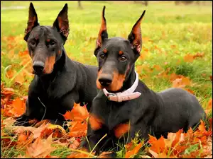 Dobermany, Liście