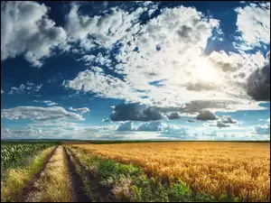 Droga między polami