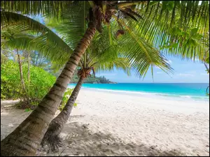 Palmy nad zalesioną plażą z widokiem na morze