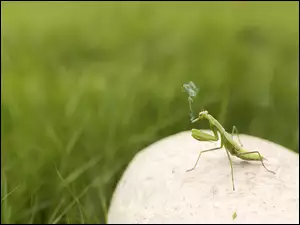 Modliszka z dymiącym papierosem