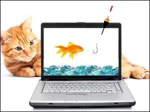 Wędka, Laptop, Kot, Śmieszne, Haczyk, Rudy, Rybka