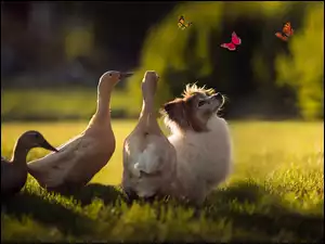 Gęsi z psem patrzacy na motyle