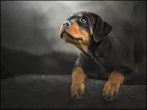 Szczeniak Rottweiler