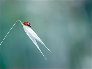 Źdźbło trawy z biedronką