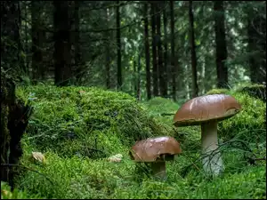 Grzyby na ściółce leśnej