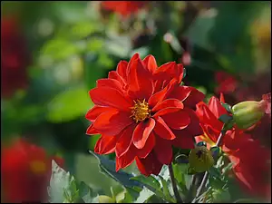 Czerwona, Dalia