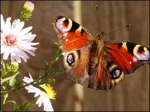 Rusałka pawik, Kwiaty, Kolorowy, Astry, Motyl