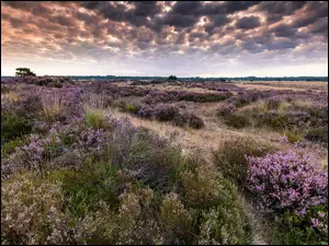 Wrzosowisko na polach Parku Narodowego De Zoom-Kalmthoutse Heide