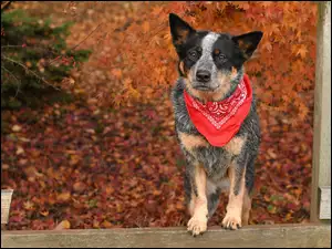 Australian cattle dog z kolorową chustką oparty o belkę