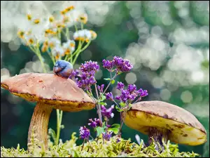 Dorodne grzyby