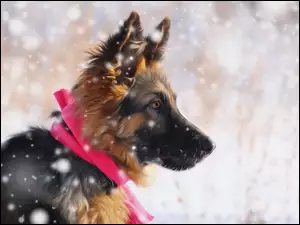 Owczarek niemiecki z profilu